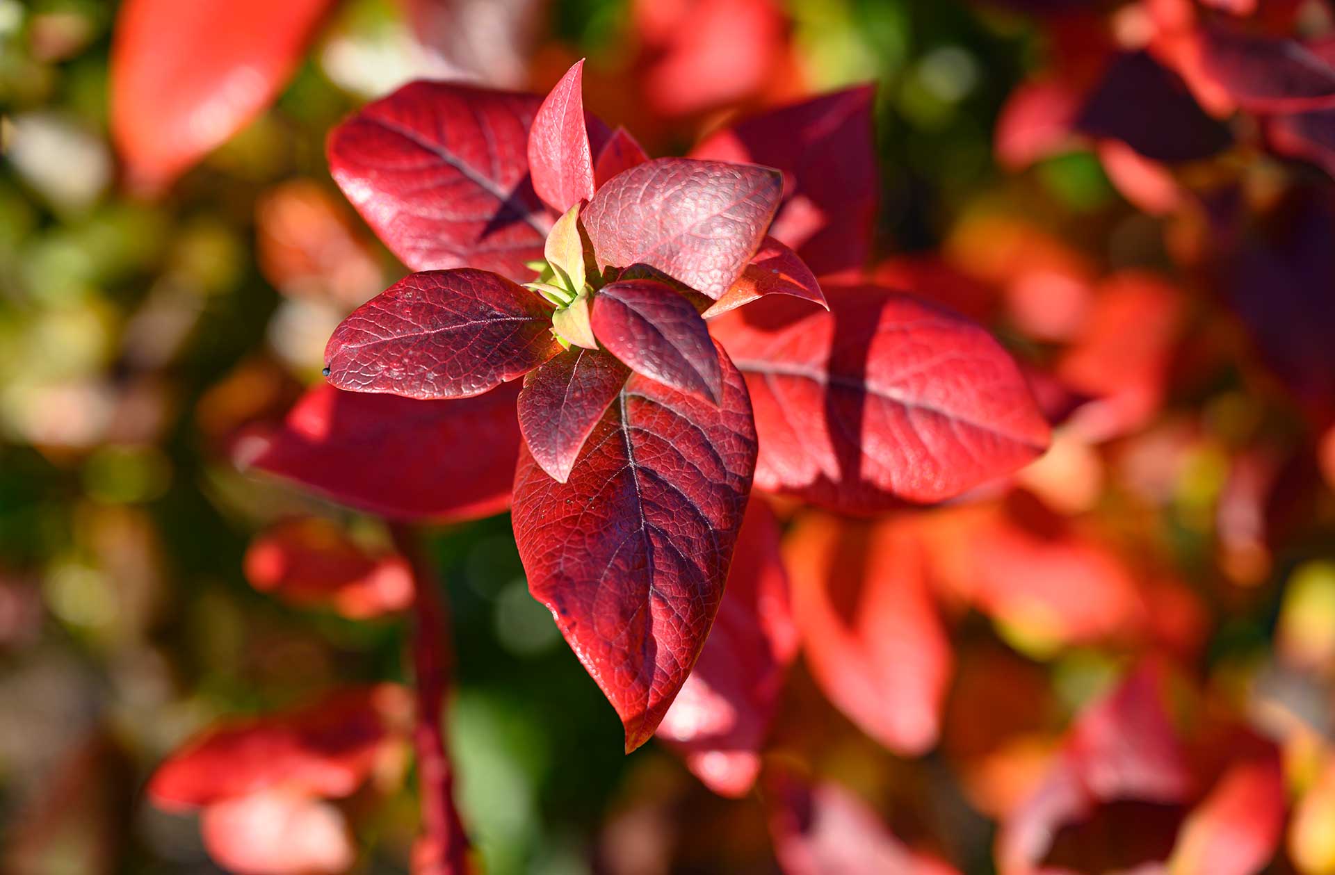 Strauch der Heidelbeere mit roten Blättern im Herbst