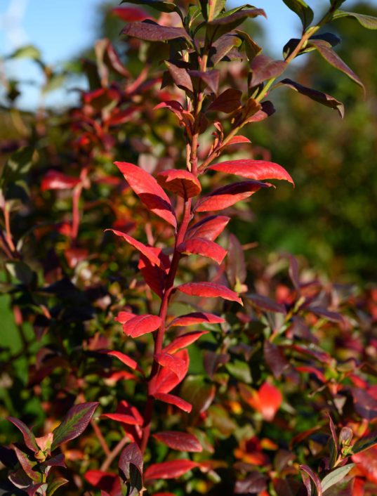 Strauch der Heidelbeere im Herbst mit roten Blättern