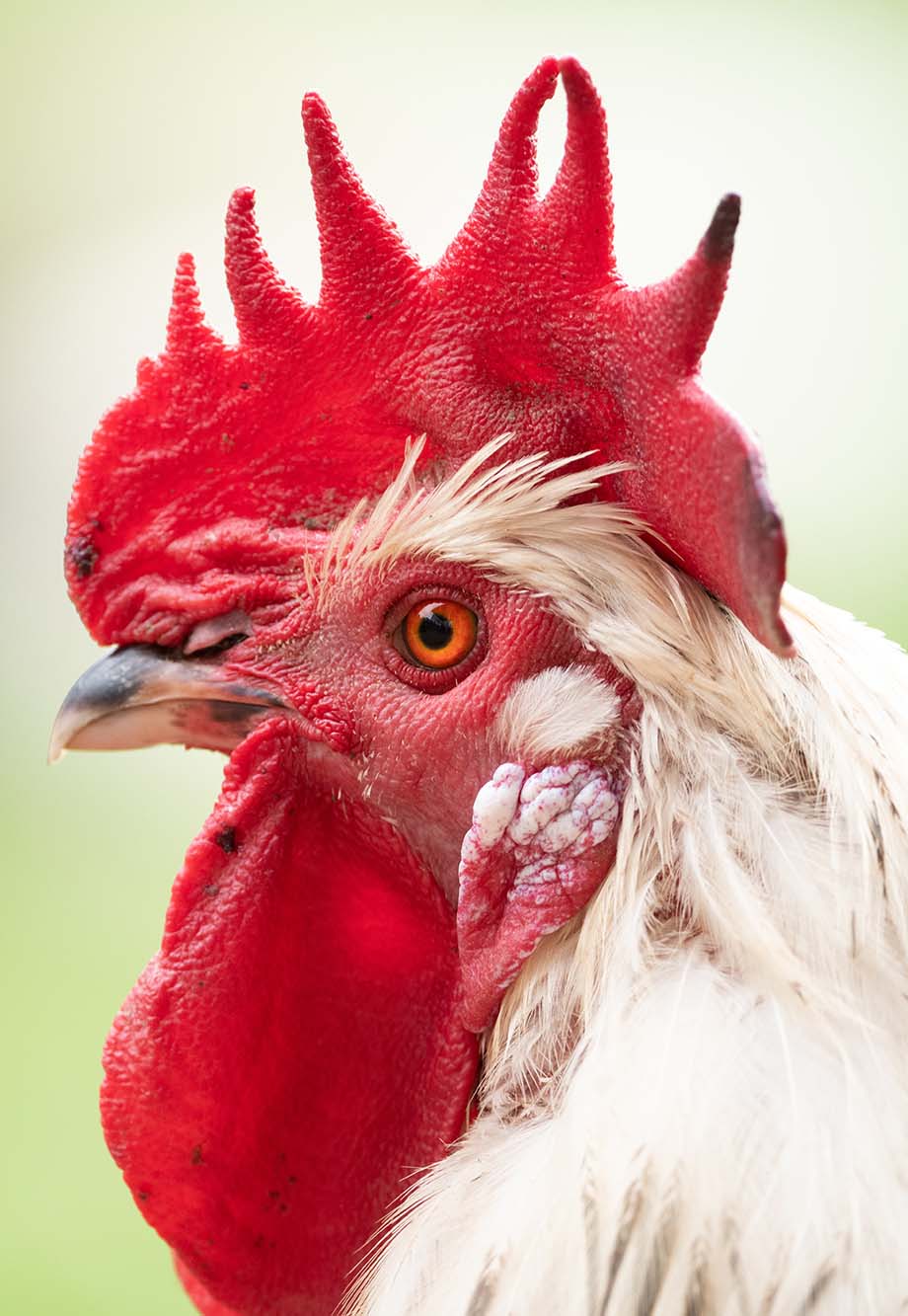 Der Hahn einer Hühnerschar