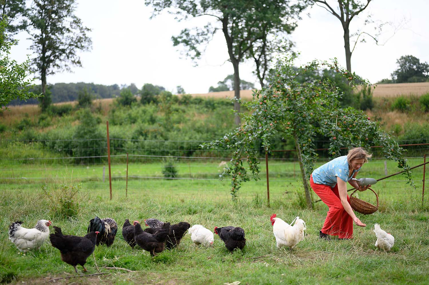 Anke Stoltenberg füttert ihre freilaufenden Hühner auf der Wiese