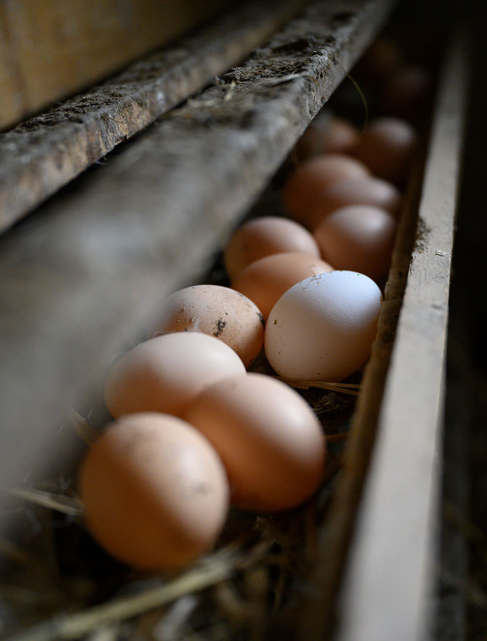 Eier von freilaufenden Hühnern