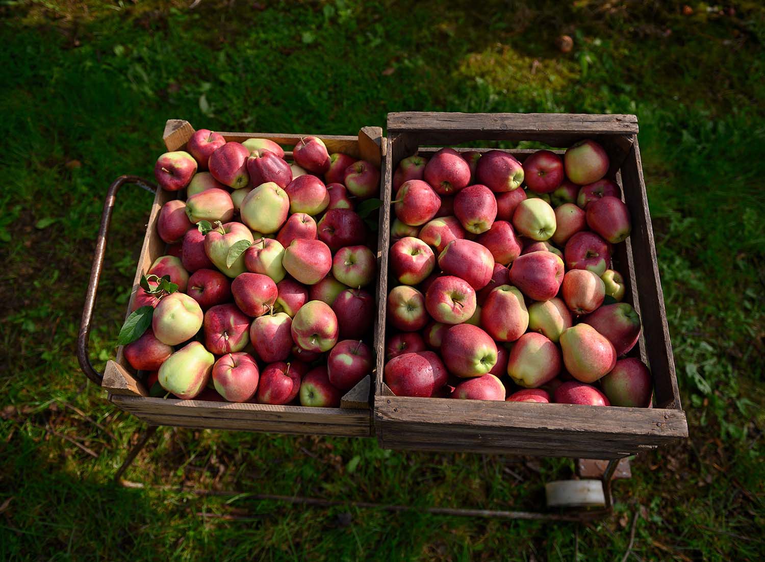 Eine Kiste mit frisch gepflückten Äpfeln