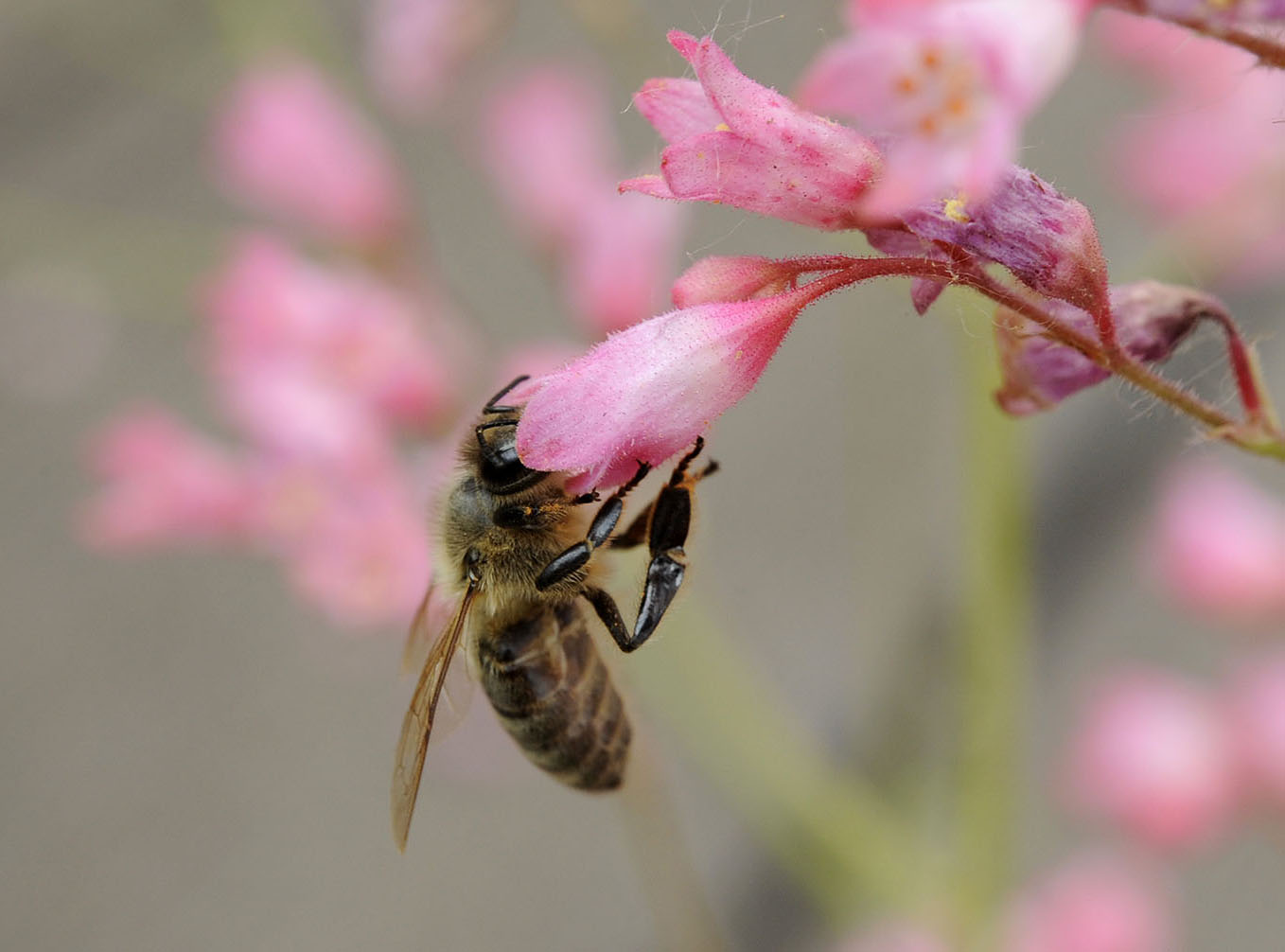 Biene saugt Nektar aus einer Blüte