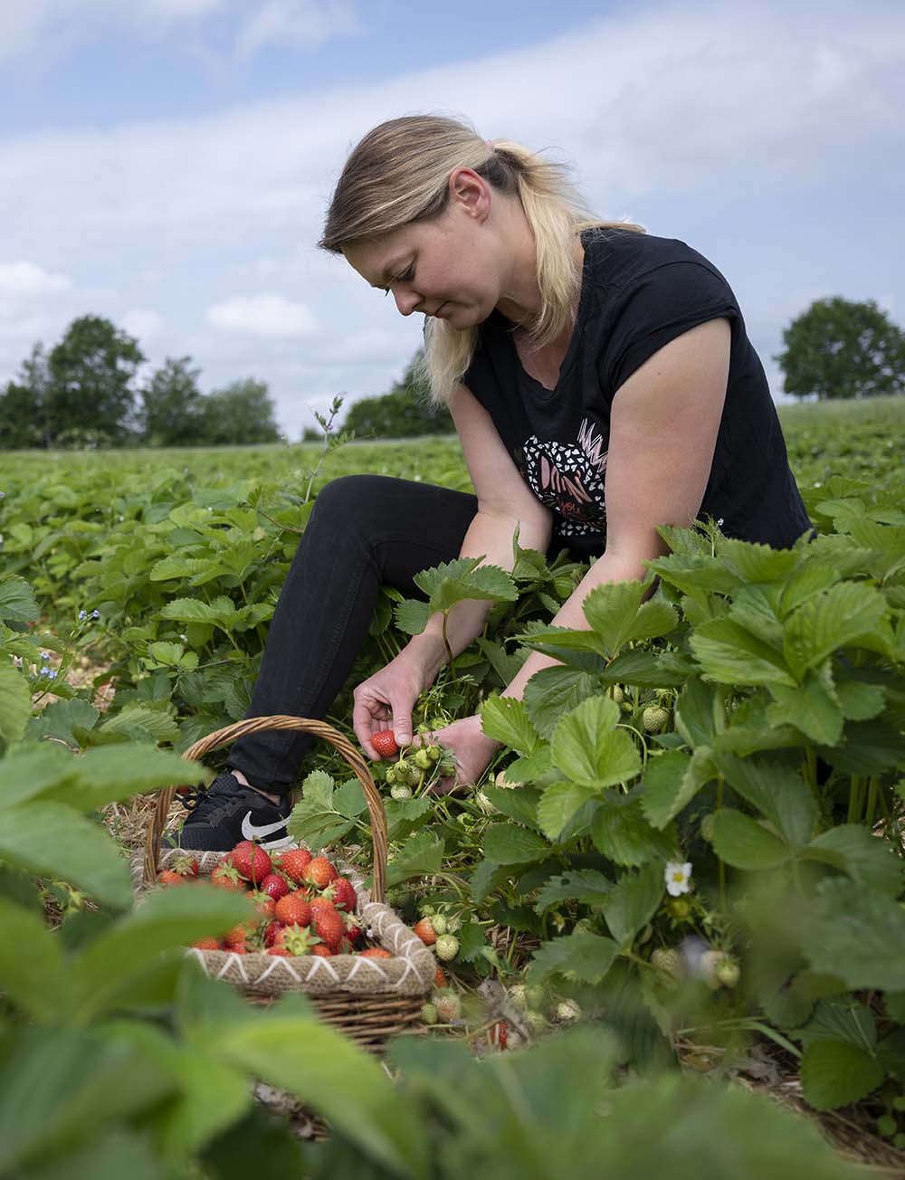 Jessica Piper pflückt Erdbeeren auf dem Feld