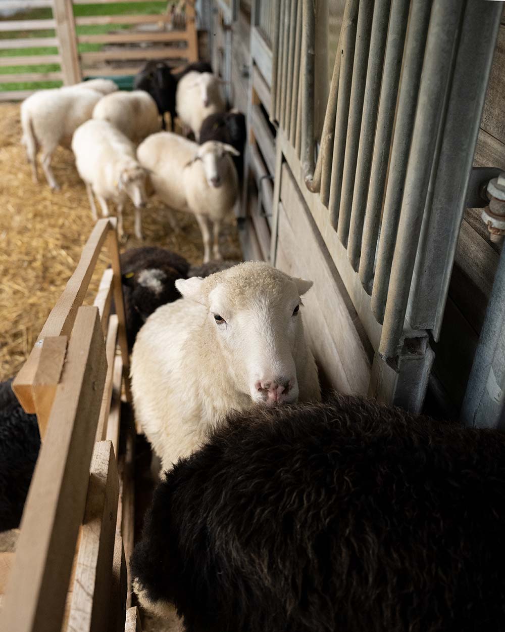 Schafe warten vor dem Melken im Melkstand