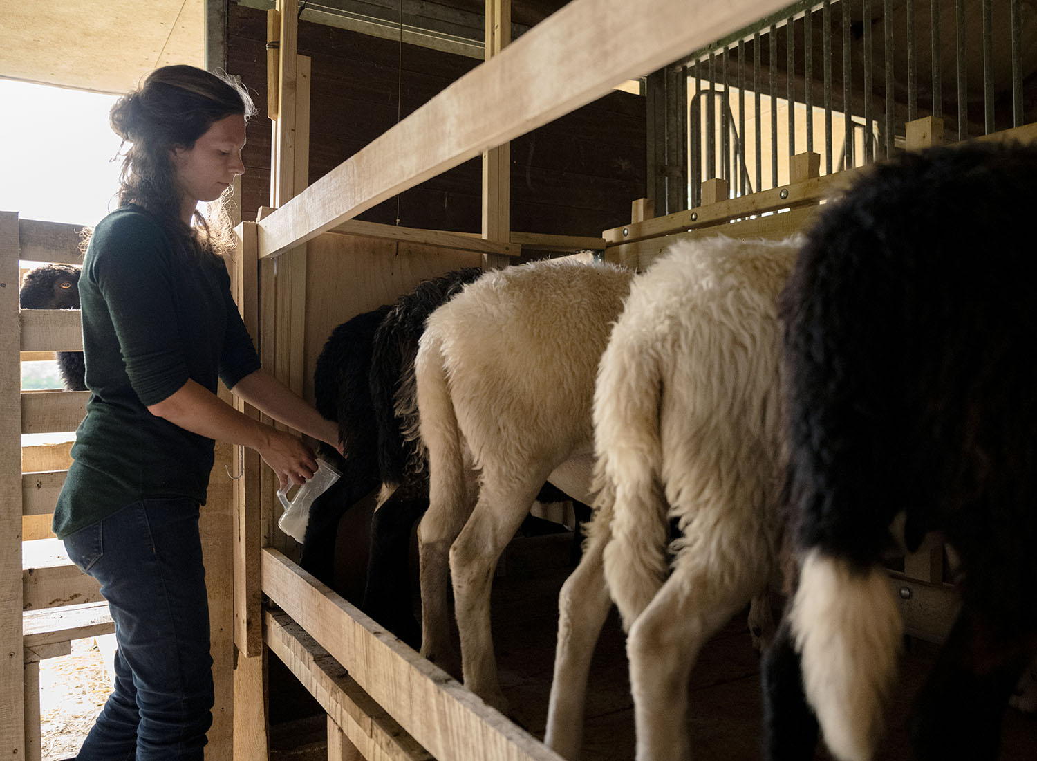 Schäferin Sandra melkt ihre Schafe