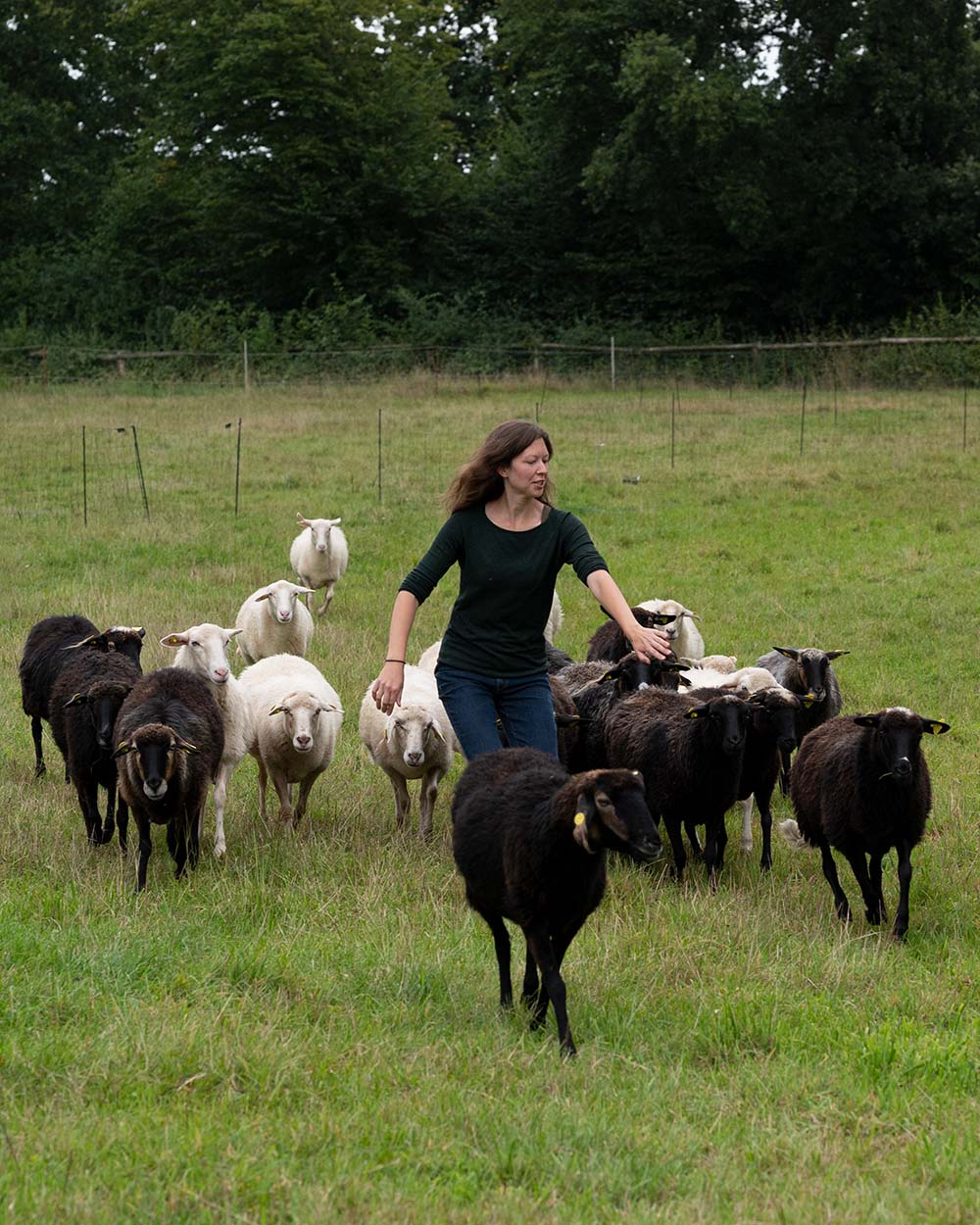 Milchschäferin Sandra führt ihre Herde Krainer Milchschafe zum Melkstand