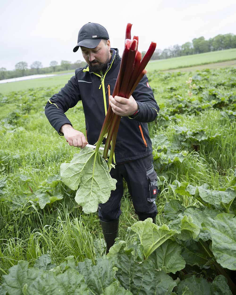 Landwirt Constantin Maftei schneidet auf dem Freiland-Feld die Blätter vom Rhabarber ab.