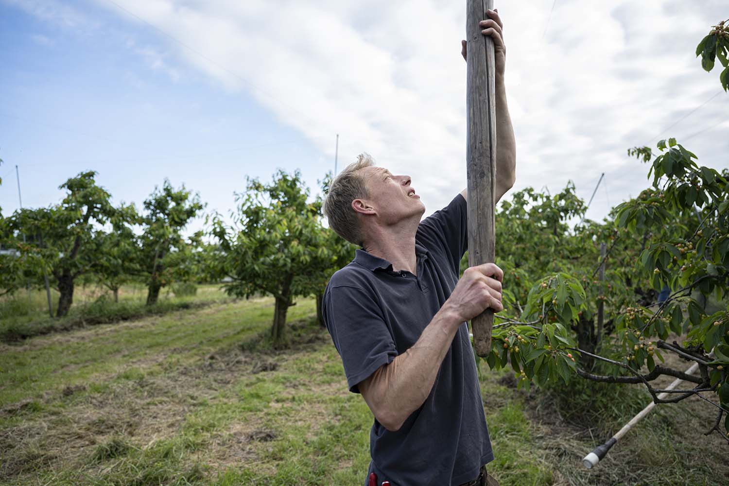 Mit einem Holzstb hebt Cord Lefers das Netz über die Kirschbäume.