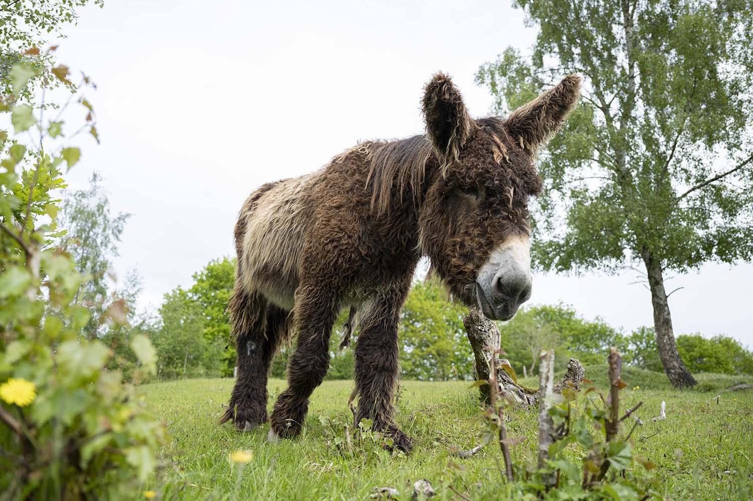 Tierpark Arche Warder Ein Park zum Erhalt gef hrdeter Rassen