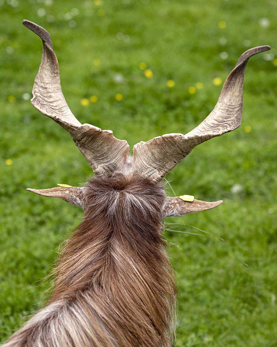 Die Hörner einer Schraubenhörnigen Langhaarziege, fotografiert in Nahafnahme und von hinten.