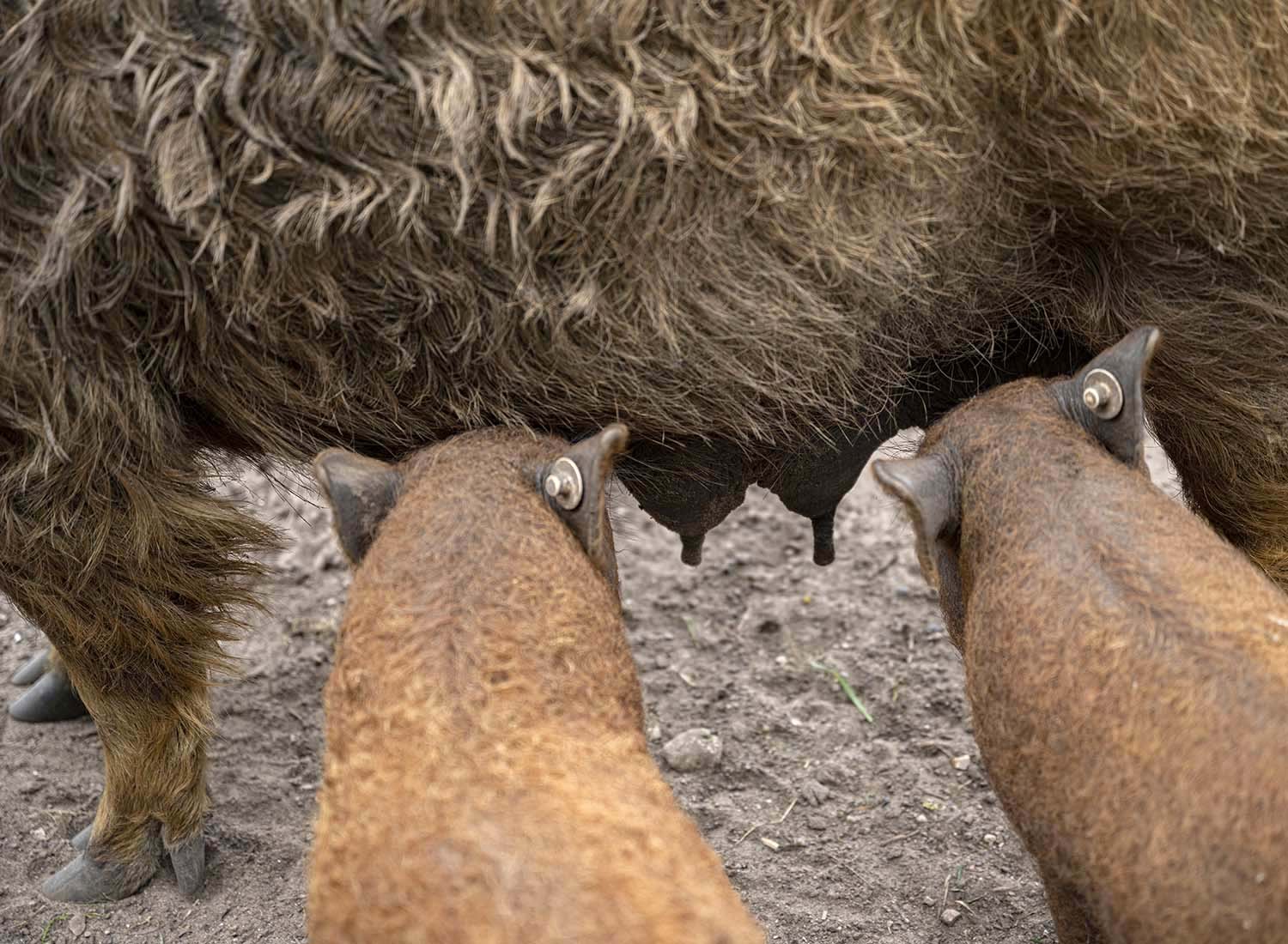 Die Sau der Gattung Mangalitza Wollschwein säugt zwei ihrer Jungen.