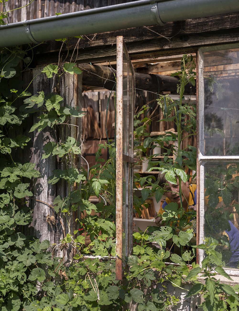 Das Foto zeigt Birgit Wahlen in ihrem Gewächshaus. Sie ist hinter einigen Gurkenpflanzen zu sehen.