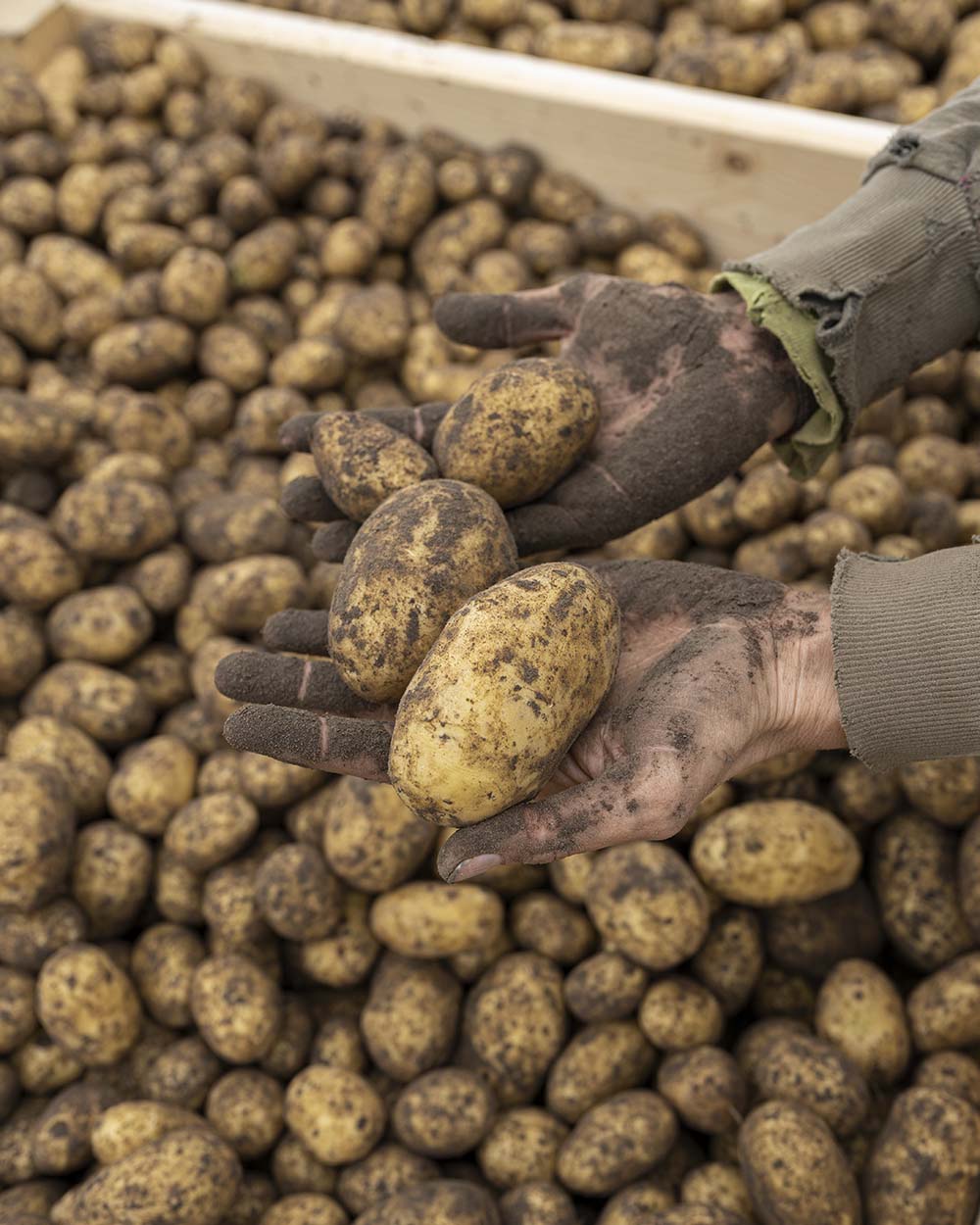 Landwirtin Lenke hält zwei Kartoffeln in der Hand. Darunter sind die Kisten mit vielen frisch gerodeten Kartoffeln zu sehen. Lenkes Hände sind schmutzig, da sie den ganzen Vormittag gerodet hat.