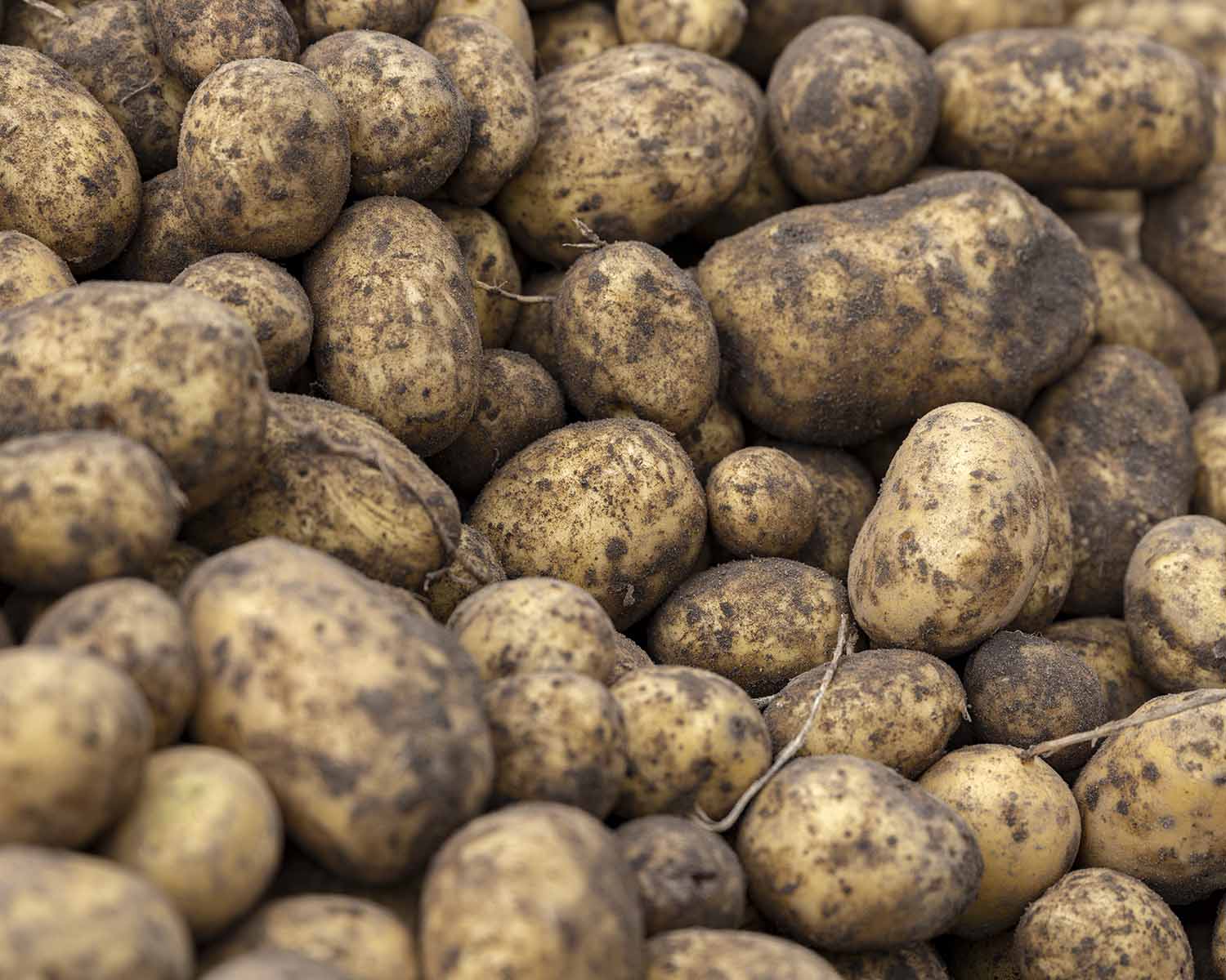 Frische Kartoffeln vom Feld