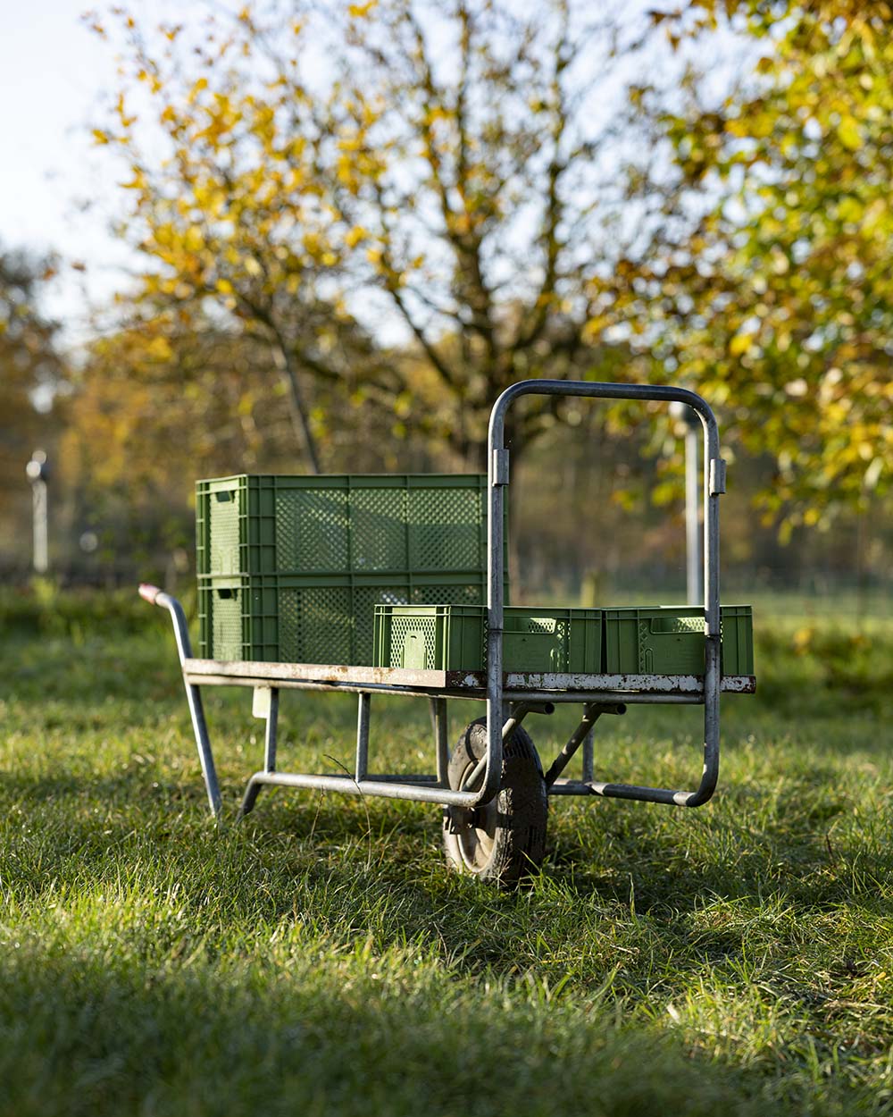 Grüne Kisten stehtn auf einem Rollwagen auf der Wiese. Das Grätnerteam um Arne von Schulz erntet im Herbst diverse Sorte Gemüse, darunter Spinat, Grünkohl oder Feldsalat. Alle Sorten des Demeter Betriebs sind samenfest..