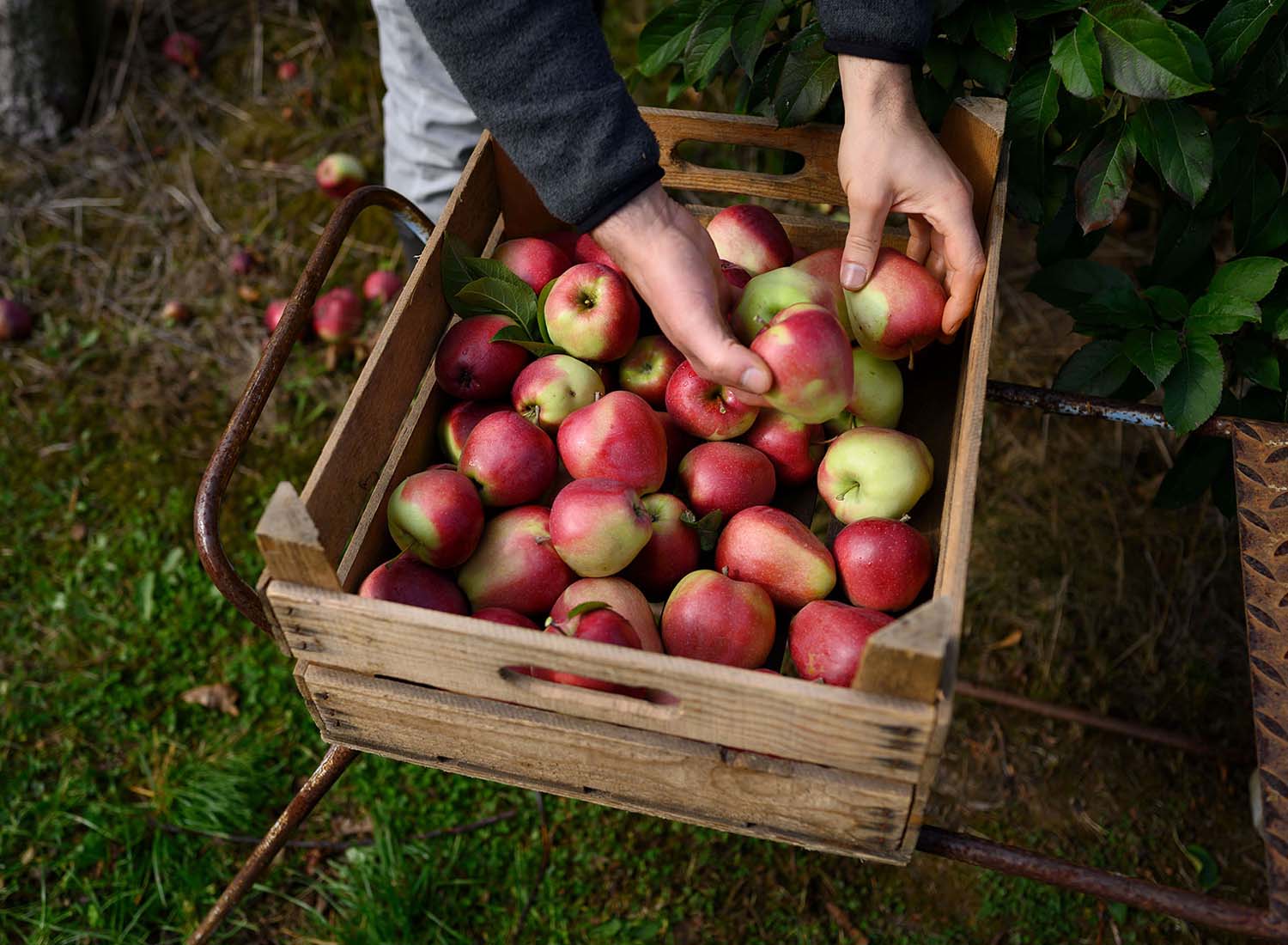 Der Obstbauer Lasse Tamke legt Äpfel in eine Holzkiste.