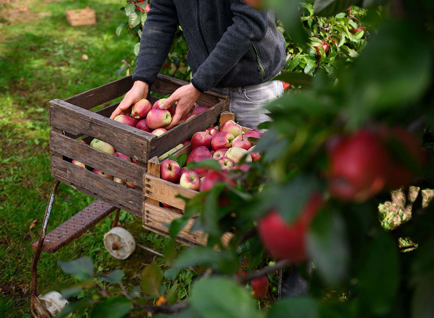 Der Obstbauer Lasse Tamk legt geerntete Äpfel in eine Kiste.