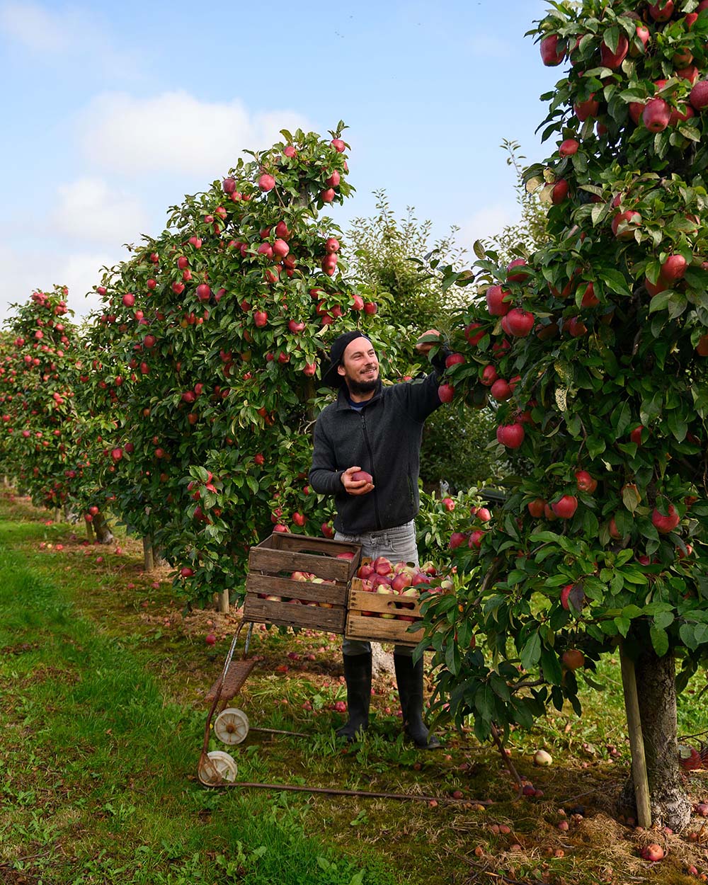 Obstbauer Lasse Tamke bei der Apfelernte: Er pflückt gerade einige Äpfel der Sorte Gloster 196 von den Bäumen seiner Felder im Alten Land.